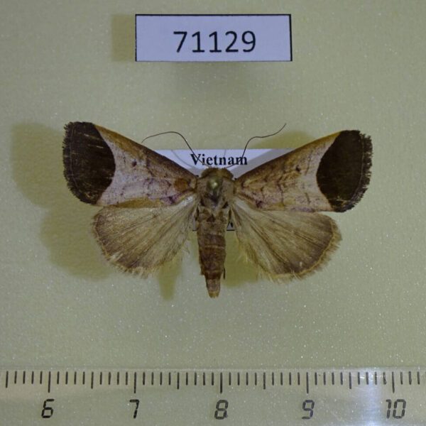 Noctuidae Bocula divergens Vietnam