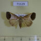 71129p Noctuidae Bocula divergens Vietnam 8
