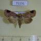 71131p Noctuidae Imosca sugii Vietnam $8