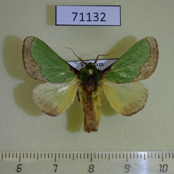Limacodidae Parasa lepida Vietnam