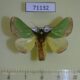 71132p Limacodidae Parasa lepida Vietnam $10