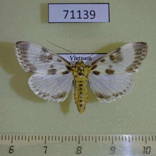 Crambidae Epiparbattia gloriosalis Vietnam