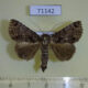 71142p Noctuidae Erygia apicalis Vietnam $8