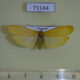 71144p Arctiidae Nishada sambara f Vietnam $8