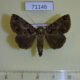 71146p Noctuidae Erygia apicalis Vietnam $9