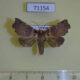 71154p Noctuidae Falana sordida Vietnam $10
