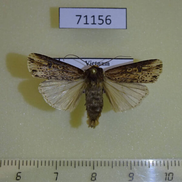 Noctuidae Axylia triseriata Vietnam