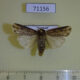 71156p Noctuidae Axylia triseriata Vietnam $8