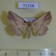 71158p Noctuidae Tamba cosmoloma f Vietnam $13