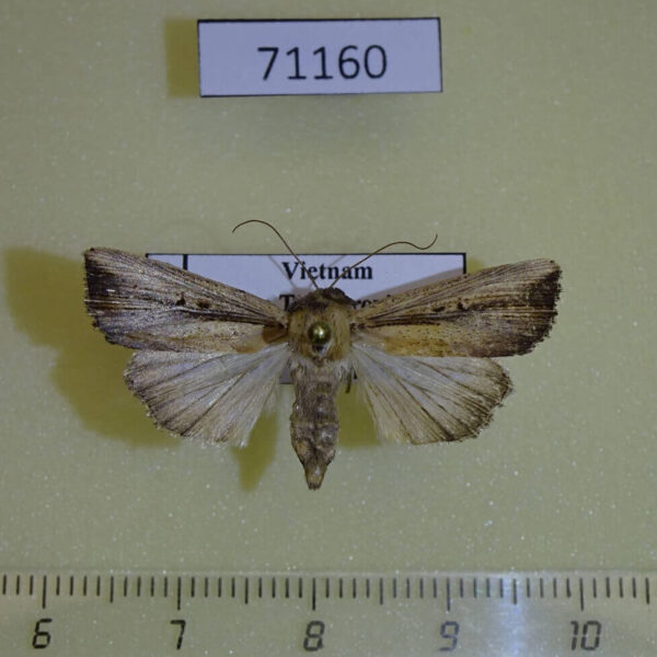 Noctuidae Mythimna nigrilinea f Vietnam