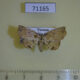 71165p Noctuidae Eutrogia sp. Vietnam $12