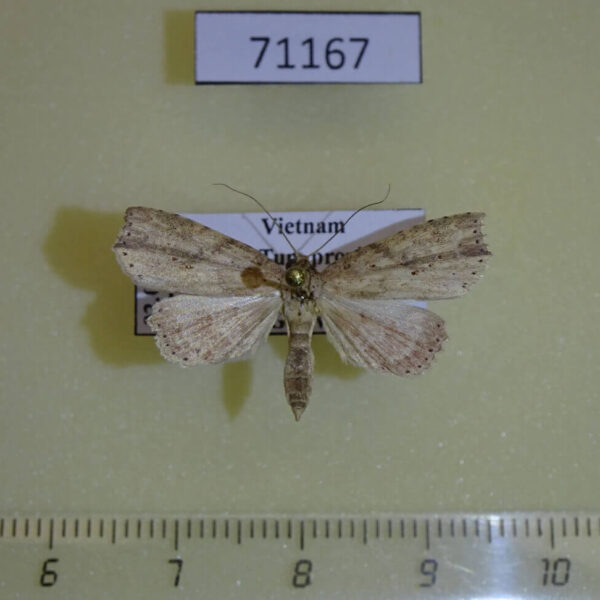 Noctuidae Olulis sp. Vietnam