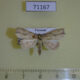 71167p Noctuidae Olulis sp. Vietnam $8