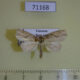 71168p Noctuidae Olulis sp. Vietnam $6