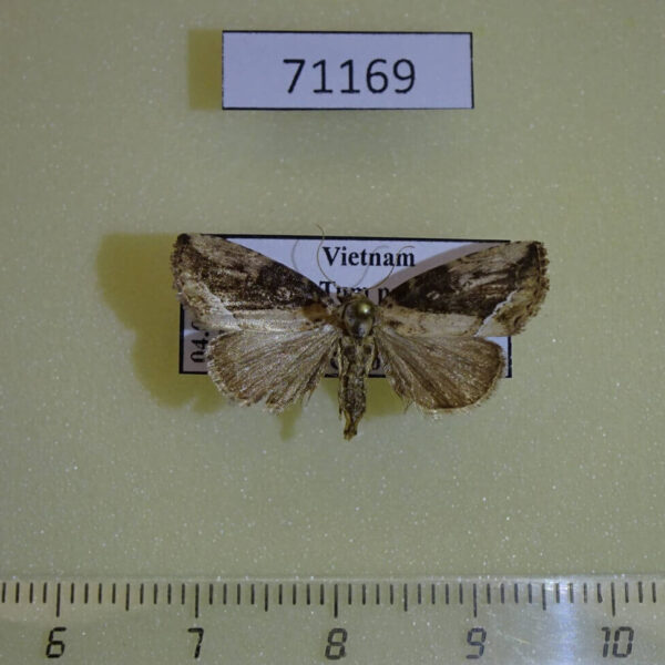 Noctuidae Etanna sp. Vietnam