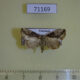 71169p Noctuidae Etanna sp. Vietnam $9