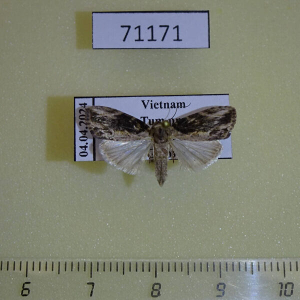 Noctuidae Etanna basalis Vietnam