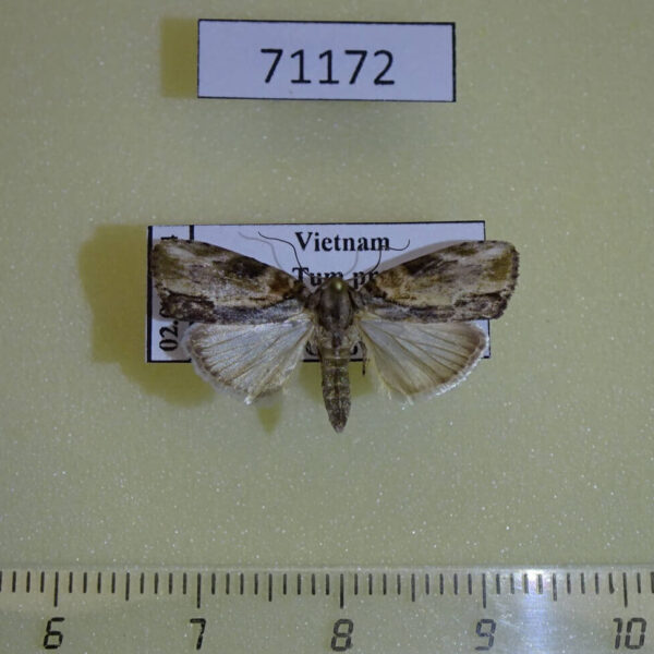 Noctuidae Etanna sp. basalis Vietnam