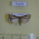 71172p Noctuidae Etanna sp. basalis Vietnam $9