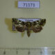 71173p Noctuidae Eulepa altigutta Vietnam $10