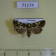71174p Noctuidae Eulepa altigutta Vietnam $12
