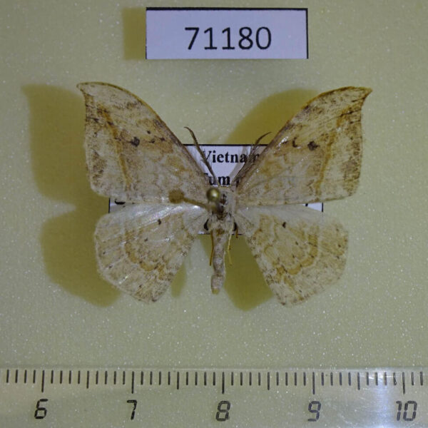 Drepanidae Drepana pallida Vietnam