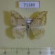 71180p Drepanidae Drepana pallida Vietnam $7