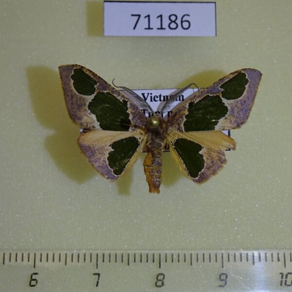 Geometridae Celenna festivaria Vietnam