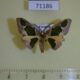 71186p Geometridae Celenna festivaria Vietnam $3