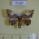 71187p Drepanidae Spectroreta hyalodisca Vietnam $8