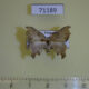 71189p Drepanidae Strepsigonia sp. placida Vietnam $6