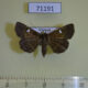 71191p Noctuidae Bocana silenusalis Vietnam $9