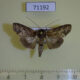 71192p Euteliidae Stictoptera sp. Vietnam $6