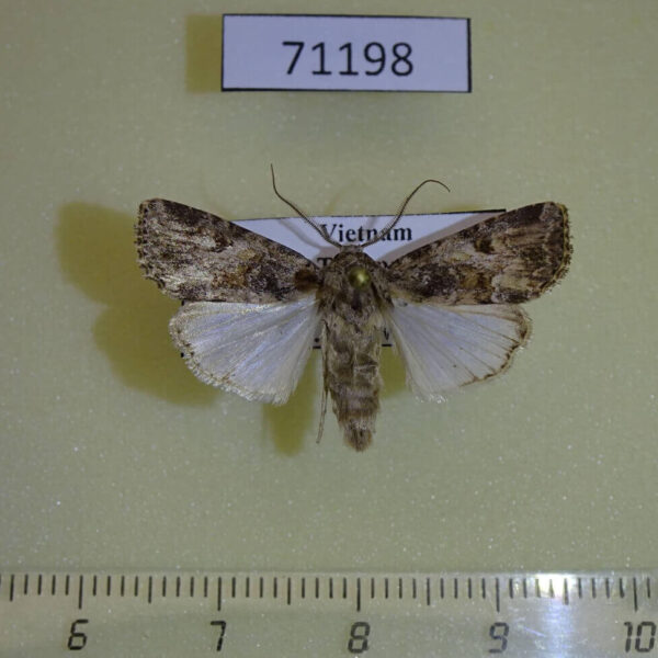 Noctuidae Spodoptera pecten Vietnam