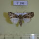 71198p Noctuidae Spodoptera pecten Vietnam $8