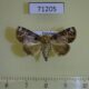 71205p Noctuidae Beana sp. Vietnam $10