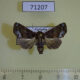 71207p Euteliidae Targalla alboquadrata f Vietnam $18