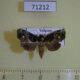 71212p Euteliidae Targalla albiceps Vietnam $15