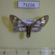71216p Arctiidae Eressa confinis f Vietnam $10