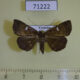 71222p Noctuidae Bocana silenusalis Vietnam $10
