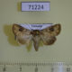 71224p Noctuidae Mythimna consanguis Vietnam $9