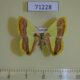 71228p Geometridae Plutodes exquisita Vietnam $8