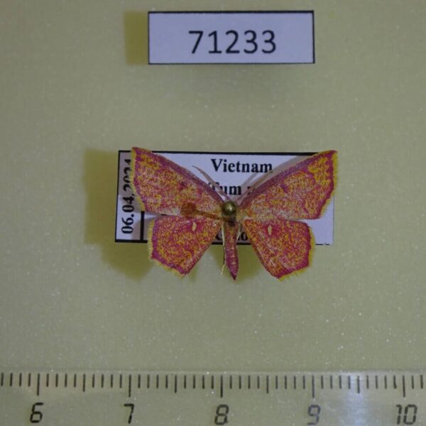 Geometridae Chrysocraspeda miniosa Vietnam