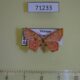 71233p Geometridae Chrysocraspeda miniosa Vietnam $8