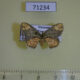 71234p Geometridae Metallaxis semiustus Vietnam $7