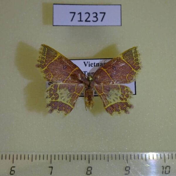 Geometridae Chrysocraspeda f baderi Vietnam