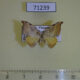 71239p Drepanidae Nordstromia vira Vietnam $12