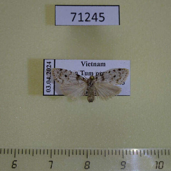 Arctiidae Siccia sp. Vietnam