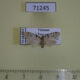 71245p Arctiidae Siccia sp. Vietnam $9