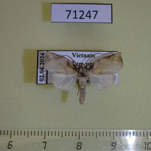 Noctuidae Beara tortriciformis Thailand